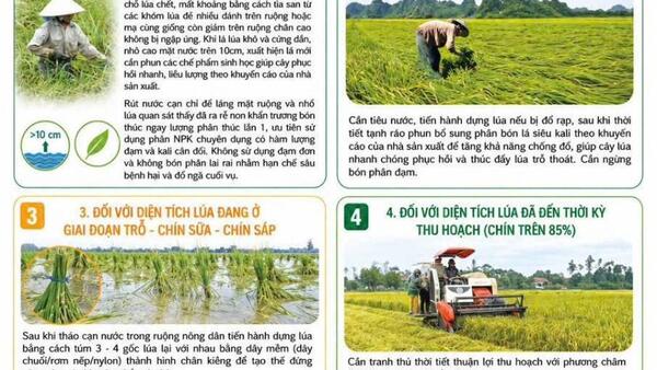 HƯỚNG DẪN PHỤC HỒI SẢN XUẤT SAU BÃO LŨ